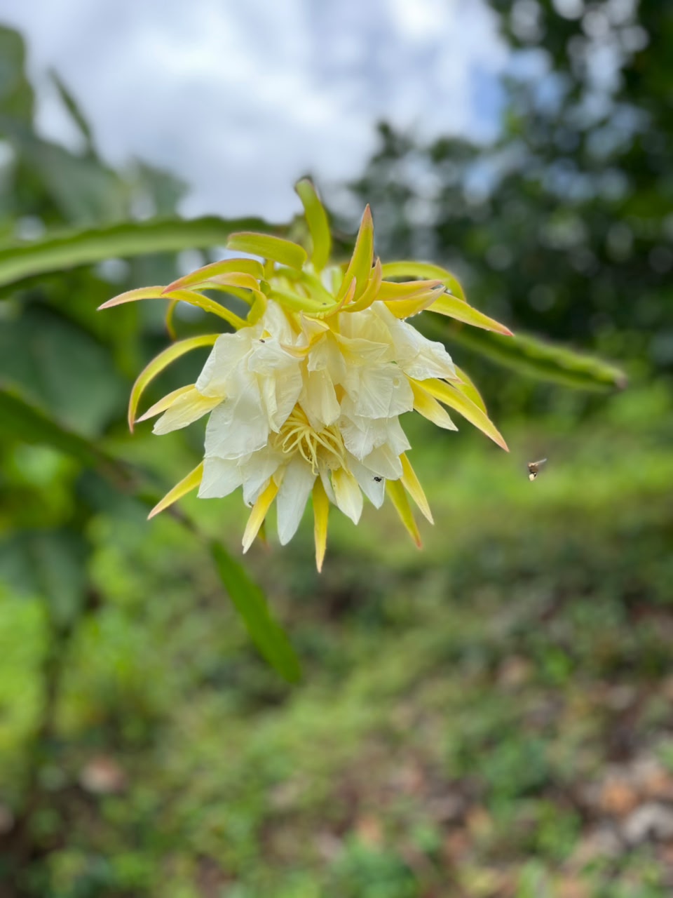 Dragon fruit flower