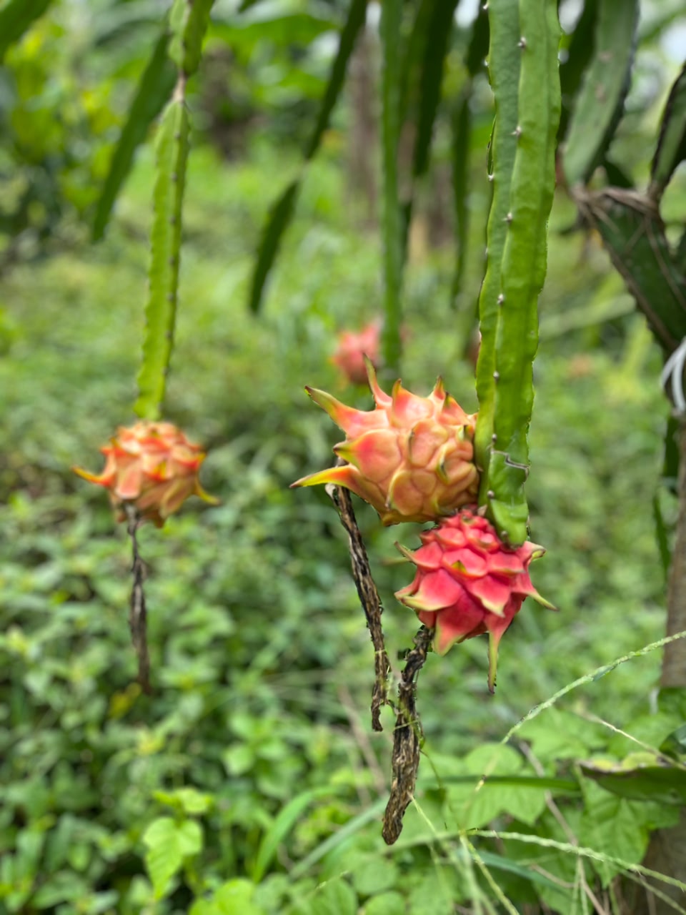Dragon fruit growing
