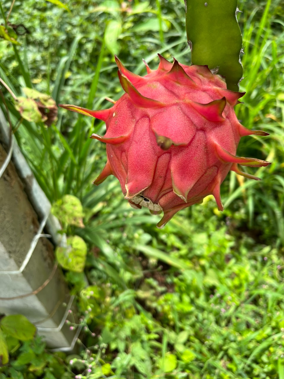 Fresh dragon fruit harvest