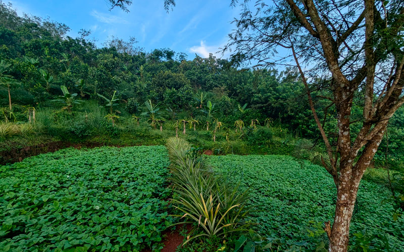 Natural farming